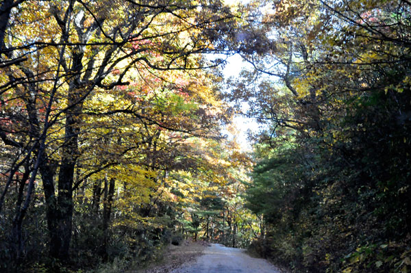 fall colors on a narrow, curvy, dirt road
